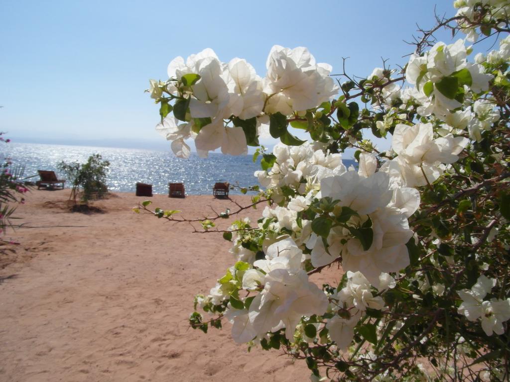 Bedouin Star Hotel Taba Exterior foto